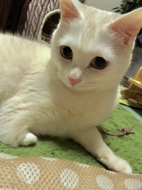 うさぎちゃん.jpg