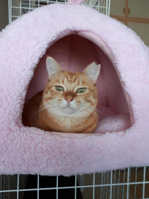 はな.jpg
