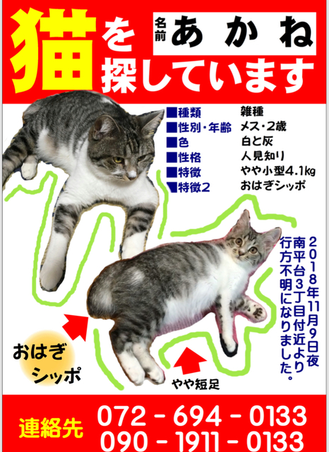 チラシ.jpeg