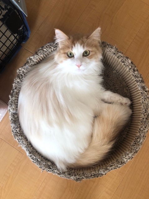 Image1.png