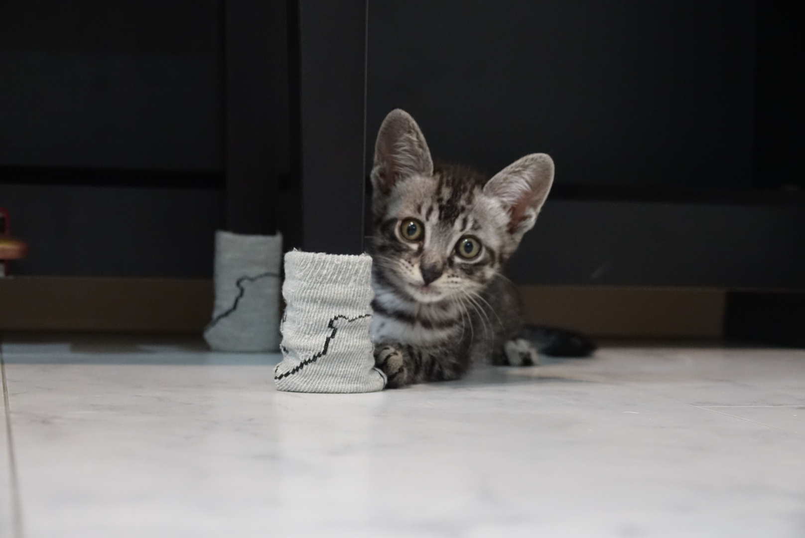 幸せ便り 紹介 銀河ちゃん特集 高槻ねこの会 ねこのおうち