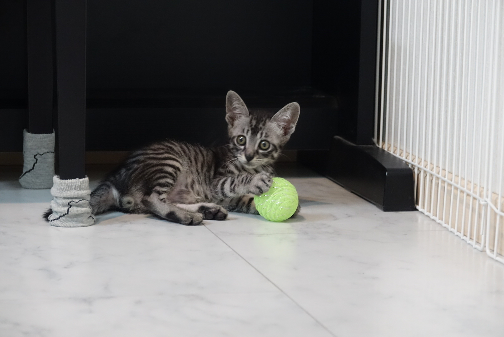 幸せ便り 紹介 銀河ちゃん特集 高槻ねこの会 ねこのおうち