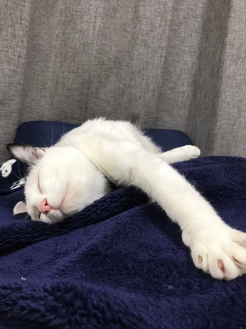 image21.jpeg